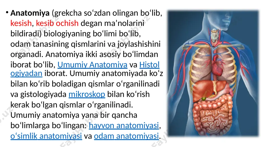инишда чизган андреа везалий (1514-1564): у инсон гавдасини тузилишини урганган гален ишларини хатоларини тугирлаган габриэль фаллопий (1523-1562 ): автор «анатомик кузатишлар». а. везалий л. да винчи anatomiyani 0‘rganish usullari 1) kesib preparatlar tayyorlash usuli. bunda skalpel (pichoqcha) va pinset bilan murda a’zolarini kesish orqali preparatlar tayyorlanadi; 2) butun murdani yoki alohida a’zolarni balzamlash; 3) tana qismlarini yoki a’zolarni piragov usuli bilan kesish; 4) inyeksiya usuli - ichi kovak a’zolar va qon tomirlariga turli xil rangli moddalar yuborib toldirib o‘rganish usuli; 5) korroziya yoki yemirish usuli-a’zolar tez qotadigan moddalar bilan to‘ldirilib, to‘qimasi kuchli kislota ta’sirida yemiriladi va a’zolaming shakli o‘rganiladi. tirik odamda quyidagi usullar qo‘llaniladi: 1)antropometriya usuli - bunda gavdaning uzunligi, kengligi va og‘irligi o‘lchanib, olingan ma’lumotlar organizmning ayrim bo‘laklariga taqqoslanib, ularning oshishi yoki o‘zgarganligi kuzatib boriladi; 2)rentgenoskopiya va rentgenografiya usullari - bunda rentgen nuri yordamida a’zo va to‘qimalarning holati ko‘riladi yoki tasvirga olib o‘rganiladi. 3)utt yordamida tirik odamda yumshoq to‘qimalarning …