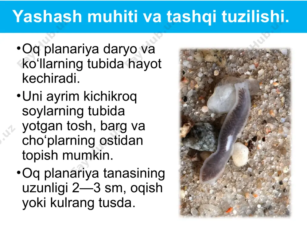 yassi chuvalchanglar tipi - Page 5