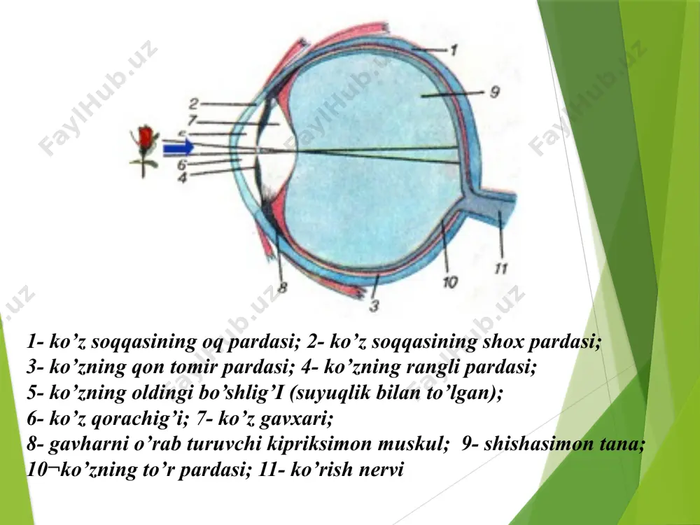 urlari shox parda va gavharda singandan so‘ng, markaziy chuqurlikning bir nuqtasida to‘planadi va markaziy chuqurchada narsaning fokusi bo’ladi. shox parda, gavhar orqali sariq dog‘ markaziga o’tgan chiziq ko’rish o‘qi deb ataladi. ko‘z akkomodatsiyasi (ko‘zning moslashishi). turlicha uzoqda turgan narsalarni aniq ajratish qobiliyatidir. ko’z akkomodatsiyasi ko‘z soqqasini harakatga keltiruvchi nervning parasimpatik tolalari bilan ta’minlanmagan kipriksimon muskullarning reflektor qisqarishi natijasida gavhar elastikligi o‘zgarishidan vujudga keladi. muskullar qisqarganda, kipriksimon bog’lamlar tonusi oshib, gavharning bo‘rtiqligi ortadi va nur sindirish kuchi ko‘payadi. narsa ko‘zga juda yaqinlashtirilganda kipriksimon muskullar shu xilda qisqaradi. kipriksimon muskullar bo‘shashganda kipriksimon bog’lamlar tortiladi va gavharning egriligi, nur sindirish kuchi kamayadi. uzoqdagi narsaga qaraganda shunday bo’ladi. narsa ko‘zdan 65 sm uzoqda bo’lganda kipriksimon muskullar qisqaradi. odam yaqindagi narsalarga qaraganda gavhar qavariqroq, uzoqdagi narsalarga qaraganda esa yassiroq bo’ladi. yaqindan va uzoqdan ko‘rish. yaqindan va uzoqdan ko‘rish tug‘ma bo’lishi, shuningdek, hayotda orttirilgan bo’lishi ham mumkin. yaqindan ko‘radigan kishilarda parallel nurlar markaziy chuqurchaning oldingi tomonida …