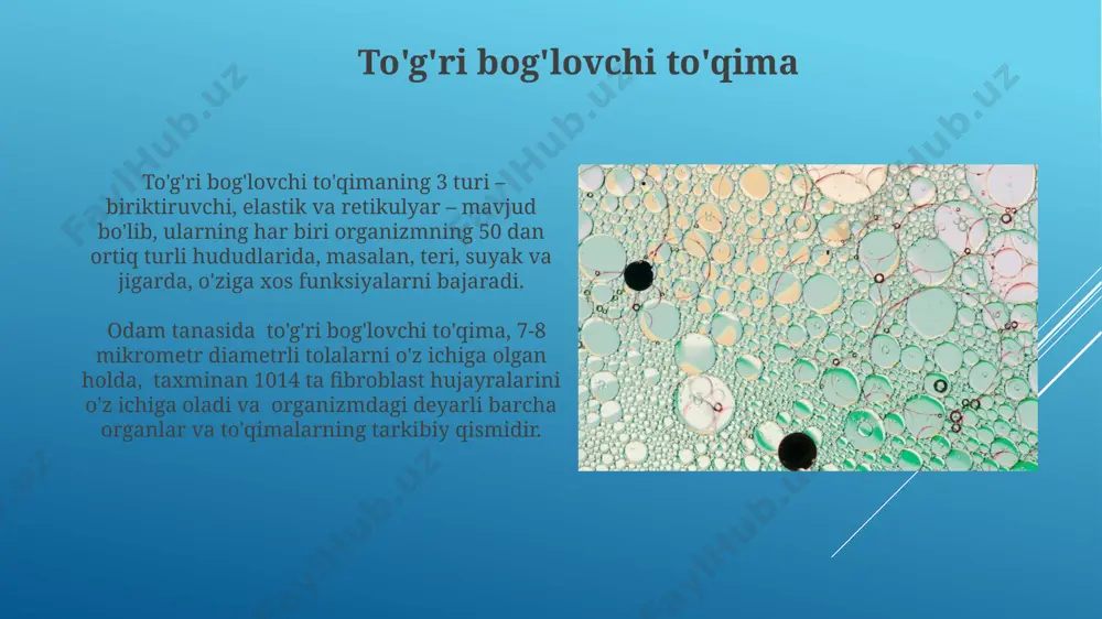 muhim rol oʻynaydi. inson tanasidagi elastik toʻqimaning koʻp qismi, taxminan 70% gacha, terida joylashgan boʻlib, uning elastikligini va yoshga bogʻliq oʻzgarishlarga chidamliligini ta'minlaydi, bu esa braziliya kabi issiq iqlim sharoitida yashashga yordam beradi. qattiq tog'ay qattiq to'qima tarkibiga kiruvchi dentin, tishlarning asosiy qismini tashkil qilib, emal qatlami ostida joylashgan va o'rtacha 2 mm qalinlikka ega bo'ladi. qattiq to'qima, masalan, suyak, 206 ta suyakdan iborat inson skeleti tarkibiga kiradi va uning mustahkamligi kaltsiy fosfat kristallarining matritsaga joylashishi bilan ta'minlanadi. qattiq to'qima qattiq biriktiruvchi to'qimaning bir turi bo'lgan dentin, tishlarning asosiy qismini tashkil qilib, emal ostida joylashadi va tarkibida taxminan 70% mineral moddalar mavjud bo'lib, tishning mustahkamligini ta'minlaydi. qattiq biriktiruvchi to'qima, masalan, suyak to'qimasi, odam tanasida 206 ta suyakdan iborat skeletni hosil qilib, 3 o'lchovli tuzilmani ta'minlaydi va harakatlanishni qo'llab-quvvatlaydi. limfa limfa tarkibida 90% suv, 10% esa oqsillar, yog'lar, glyukoza va boshqa moddalarni o'z ichiga olgan plazma mavjud bo'lib, bu suyuqlik organizmning …