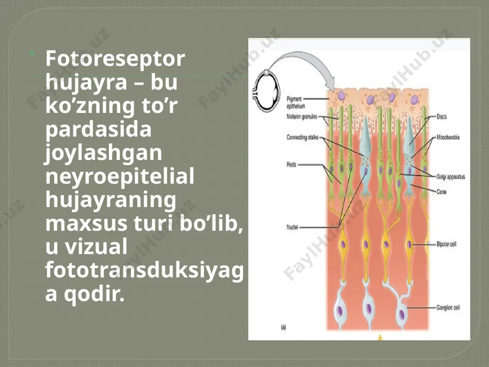 fotoretsepsiyaning morfologik asoslari - Page 4