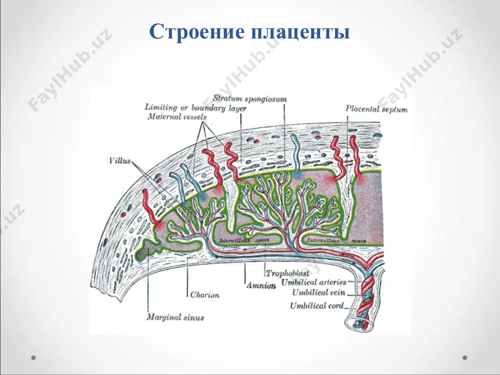 и прикрепления: краевое; оболочечное - прикрепление пуповины к оболочкам на некотором расстоянии от плаценты; прикрепление пуповины к плаценте двумя или тремя ветвями аномалии длины: абсолютно короткая – 40 см и меньше удлинение пуповины – 70 см и более. аномалии сосудов пуповины: отсутствие или недоразвитие одной из артерий; удвоение числа артерий. варианты прикрепления пуповины центральное прикрепление пуповины краевое прикрепление пуповины патология пупочного канатика варикозное расширение пуповинной вены ложные узлы пуповины с гипертрофией вартонова студня патология пупочного канатика гипоплазия пупочного канатика перекруты пупочного канатика с расширением пуповинной вены в витках патология плодных оболочек преждевременный разрыв плодных оболочек. многоводие (polihydroamnion) маловодие (oligohydroamnion) амниотические сращения (тяжи симонарта) патология плодных оболочек преждевременный разрыв плодных оболочек. при раннем разрыве оболочек возрастает частота пре- и неонатальной инфекции; многоводие – увеличение околоплодных вод до 2 л и более (перед родами объём околоплодных вод при физиологической беременности равен 600 мл); маловодие – уменьшение количества околоплодных вод до 500 мл …