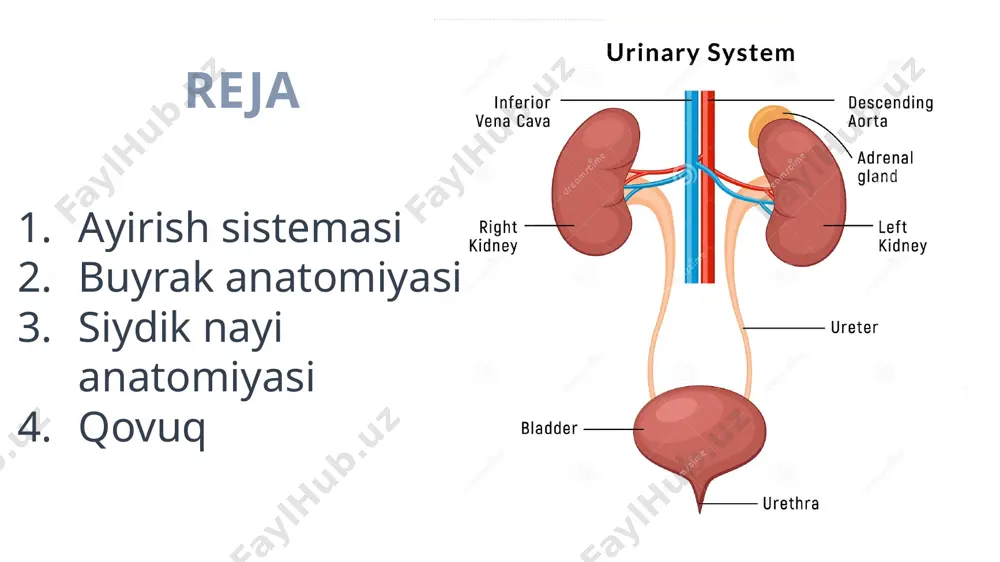 eria renalis nervlar chiqadi : vena renalis pelvis renalis limfa tomirlar cortex renalis medulla renalis pyramides renalis basis pyramidalis papilla renalis calyx renalis minor calyx renalis major structure segmentum renalis lobi renalis lobulus corticalis nephron nephron = corpusculum renalis+ tubuslis renalis corpusculum renalis=glomerulum corpusculi renalis+ capsula bowmen nefron turlari 20% yuxtamedullar 80% cortical arteriya renalis arteriya segmentalis arteriya interlobaris arteriya arcuate arteriya interlobularis buyrakning siydik chiqaruvchi strukturalari 1. intrarenal kalalchalar ➢ tubuli renales colligens - yig’uvchi naychalar, ikkilamchi siydikni distal naychalardan yig’adi ➢ bir nechtasi birlashib ductuli papillaresga davom etib, apex pyramidisda joylashgan foramina papillaria orqali buyrak kosachalariga ochiladi ➢ apex pyramidisda joylashgan foramina papillarialar area cribrosa - g’alvirsimon maydonni hosil qiladi 2. ekstrarenal kanalchalar: ➢ calyces renales minores - kichik buyrak kosachalari, soni 10-12 ta, voronka shaklida i. foramina papillariadan ikkilamchi siydik quyiladi ➢ calyces renales majores - katta buyrak kosachalari, 2-3 ta, kichik kosachalar qo’shilishidan h/b ➢ pelvis …