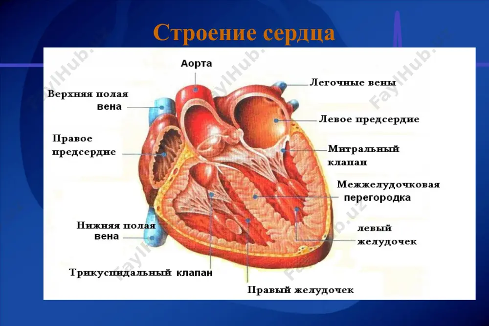 , при открытии к+-каналов). 4 – фаза абсолютной рефрактерности. она отличается большой продолжительностью (в кардиомиоцитах желудочков - 270 мсек). 5 - относительная рефрактерность (30 мсек); 7 – фаза супернормальной возбудимости (или экзальтации). соотношение между фазами пд и возбудимостью миокарда особенности свойств миокарда клетки сердечной мышцы соединяются друг с другом с помощью вставочных дисков. в них имеются участки тесного контакта – нексусы, которые обеспечивают передачу возбуждения от одной клетки к другой. благодаря нексусам миокард, хотя и состоит из отдельных клеток, но функционирует как единое целое – функциональный синцитий. возбуждение в сердечной мышце распространяется диффузно – во всех направлениях (в отличии от скелетной мышцы). в кардиомиоцитах длительность периода рефрактерности в 100 раз больше, чем у миоцитов скелетной мышцы. это предотвращает круговое распространение возбуждения по миокарду. особенности свойств миокарда сердечная мышца, в отличие от скелетной, подчиняется закону “всё или ничего” (это связано с тем, что благодаря нексусам возбуждение охватывает все мышечные волокна одновременно); …