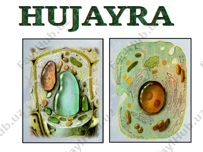hujayra — PPT