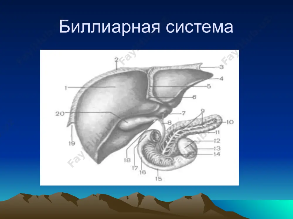 тительно- выделительной функции печени, оценка печеночного кровообращения компьютерная томография диагностика очаговых поражений печени (кисты, опухоли, гемангиомы) методы и цели обследования эхография печени уточнение размеров, плотности и структуры печени, выявление очаговых образований реогепатография оценка состояния внутрипеченочного кровообращения лапароскопия и биопсия печени визуальная оценка состояния печени, оценка очаговых и диффузных изменений. морфологическая верификация диагноза хронический гепатит – длительно протекающее (более 6 мес) воспалительное поражение печени разной степени активности, сопровождающееся стойкой гепатомегалией, биохимическими нарушениями, диспротеинемией, нередко с иммунокомплексными внепеченочными поражениями, с возможным исходом в цирроз печени. классификация хронических гепатитов 1.по форме: - хронический вирусный гепатит (в, дельта, с, g, f) -аутоиммуный гепатит - хронический токсический или лекарственно- индуцированный гепатит по активности: минимальная ( > алт до 3 раз) умеренная ( > алт до 10 раз) выраженная (> алт более чем 10 раз) неактивный гепатит . стадия: слабо выраженный перипортальный фиброз умеренный фиброз с портопортальными септами выраженный фиброз с портоцентральными септами нарушение дольковой структуры …