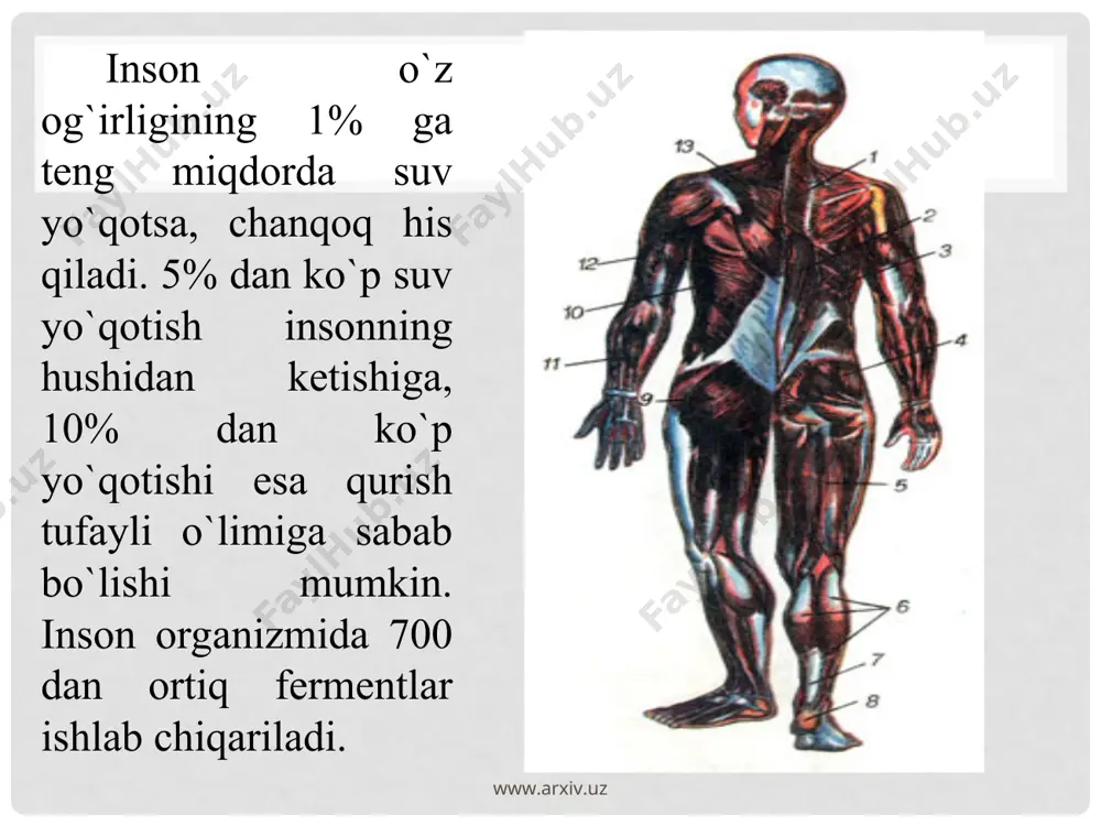 dan oʻpka va plevra xaltalari oldingi toʻsh suyagi va qovurgʻa togʻayiga tegib turadi. yu. yuqoridan va orqadan qon tomirlar, pastdan diafragma pay markazi bilan mustahkamlanib turadi. yu.ning holati hamma odamlarda bir xil boʻlmay, u kishining yoshi, jinsi, gavdasining vaziyati va tuzilishiga ham bogʻliq. jumladan, yangi tugʻilgan bolalarda yu. yumaloq shaklda boʻlib, diafragma gumbazi balandroq koʻndalang va yuqoriroq joylashgan, ayrisimon bez uni toʻsh suyagidan ancha orqa tomonga surib turadi. www.arxiv.uz www.arxiv.uz www.arxiv.uz www.arxiv.uz tanada qonning harakati odam tanasida juda ko'p qon tomirlari bo'ladi. bu tomirlarda qon tana bo'ylab harakat qilib yuradi. katta yoshdagi odamda 5 litrdan ko'proq qon bo'ladi. www.arxiv.uz www.arxiv.uz qon plazmasi qonning suyuq qismi bo’lib, u murakkab aralashmadir. uning tarkibida oqsillar, yog’lar, uglevodlar, mineral tuzlar, gormonlar, fermentlar, antitelalar va erigan holdagi gazlar (kislorod, karbonat angidrid kabilar) bo’ladi. qon plazmasi tarkibida organizmning hayoti-o’sishi va rivojlanishi uchun zarur barcha oziq moddalar bo’lib, ular ovqat hazm qilish organlaridan qonga so’riladi. qonning doimiy …
