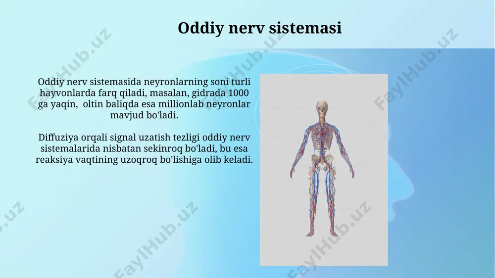 nerv tizimining turlari - Page 3