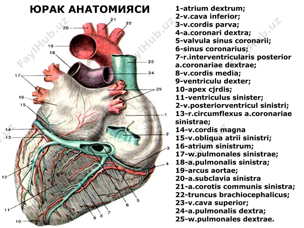 culi sinistrae; 6-paries ventriculi sinistrae; 7-ostium a.coronariae dextrae. фиброз халкалар юракнинг утказувчи системаси юрак клапанлари ва уларнинг эшитиш жойлари нормал эхокардиограмма гс- кукрак кафаси пспж- унг коринча олд девори пж- унг коринча псмк- митрал клапан олд табакаси зсмк- митрал клапан орка табакаси зслж- чап коринча орка девори нормал фонокардиография а- юрак учида б-юрак асосида нормал электрокардиография p- булмача кискариши qrst- коринча комплекси t- кукрак кафаси рентгеноскопияси юрак булмачаларининг рентгенологик жойлашуви а-олд б- биринчи ёнбош в- иккинчи ёнбош 1-аорта 2- упка пояси 3-унг булмача 4- унг коринча 5-чап коринча 6-чап булмача сунъий кон айланиш аппарати ва унинг ишлатилиши перикард пункцияси 1-марфан 2-пирогов-делорм 3-ларрей 4-куршман юрак жарохатини тикиш перикардтомия боталлов йулининг битмаслиги булмачалараро дефект коринчалараро дефект ейзенменгер синдроми фалло триадаси фалло тетрадаси йирик кон томирлар транспозицияси тугма аортал стеноз перикардэктомия митрал комиссуротомия сунъий юрак клапанлари турлари митрал клапан етишмовчилигида сунъий клапан куйиш аортал стеноз юрак аневризмаларининг хирургик давоси сунъий ритм бошкарувчини урнатиш …