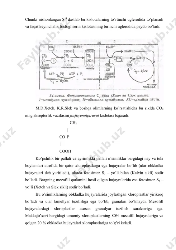 afas olish jarayonida ham ajralib chiqqan co2 lar fermentlar (fep – karboksilaza) yordamida fosfoyenolpiruvat bilan birlashib oksaloasetat (osk) hosil bo’ladi. oksaloasetat kislotasi esa nadf yordamida malatga aylanadi va hujayra vakuolalarida to’planadi. kunduzgi havo juda issiq va og’izchalar yopiq paytida, malat sitoplazmaga o’tadi va u yerda malatdyog’idrogenaza fermenti yordamida co2 va piruvatga parchalanadi. hosil bo’lgan co2 xloroplastlarga o’tadi va kalvin sikli boyicha shakarlarning hosil bo’lishida ishtirok etadi. hosil bo’lgan piruvat (fgk) kislotasi ham kraxmalning hosil bo’lishi uchun sarflanadi. fotosintezning bu yo’li asosan kuchli qurg’oqchilikka chidamli bo’lgan sukkulentlar (srassulaseae) oilasi (kaktuslar, agava, aloe va boshqalar) vaqillarida sodir bo’ladi. bu inglizcha crassulaseae aeid metabolism tushunchasidan kelib chiqib – sam – yo’li deyiladi. umuman fotosintezning bu yo’lida kechasi qabul qilingan co2 kunduzi fotosintezda ishtirok etadi. yorug’likda nafas olish o’simliklarda yorug’lik ta’sirida kislorodning qabul qilinishi va karbonat angidridning ajralib chiqishiga – yorug’likda nafas olish deyiladi. nafas olishning bu tipi, mitoxondriyalarda bo’ladigan va kimyoviy energiya ajralishi …