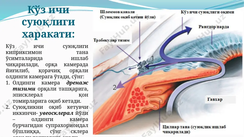 asnif 3 ga bo'linadi: a - kib normal qiymatlar orlig'ida pt 33 mm.sim.ust. perimetriya kontrol (taxminiy)usuli instrumental: kampimetriya perimetriya kinetik statik oftalmoskopiya – to'r pardani asosiy tekshirish usullaridan biri oftalmoskopiyada ko'z tubining quyidagi tuzilmalari baxolanadi: ko'ruv nervi diski qon tomirlarining yo'nalishi va kalibrlanishi to'r pardani periferiyasi va makulyar soxa xolati. oftalmoskopiya glaukoma bosqichlari i bosqich (boshlang'ich) – ko'ruv maydoni chegaralari normada, ammo ko'ruv maydonining paratsentral qismida bir qancha o'zgarishlar bor. knd ekskavatsiyasi kengaygan, lekin disk chegarasigacha bormaydi. glaukoma bosqichlari ii bosqich (rivojlangan) – ko'ruv maydonining burun soxasini yuqori va/yoki pastki qisimlarida 10° dan oshiq torayishi bilan birga ko'ruv maydonining paratsentral qismida yaqqol o'zgarishlar aniqlanadi, knd ekskavatsiyasi chekkalashishi kuzatiladi. glaukoma bosqichlari iii bosqich (o'ta rivojlangan) – ko'ruv maydoni kontsentrik, trubasimon torayishi va bir/yoki bir necha segmentida fiksatsiya nuqtasidan 15° dan kam bo'lishi. kndning keskin oqarishi, chekka subtotal ekskavatsiya. glaukoma bosqichlari iv bosqich (terminal) - bemorning ko'rish o'tkirligi yo'qoladi yoki yorug'likni sezish …