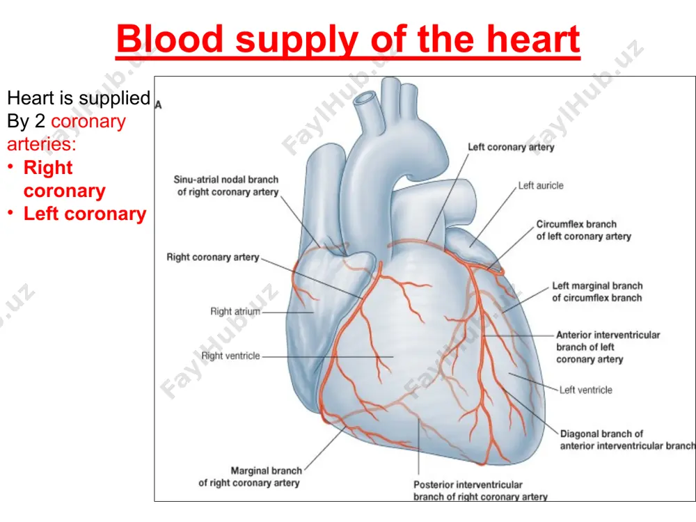 ight coronary artery (seen in 50-70% of the population). in ‘left dominance of the heart’ the posterior interventricular artery is from circumflex branch of left coronary artery (seen in 15-20% of the population) in ‘balanced (co-dominent) pattern’ branches of both coronary arteries run in or near the posterior interventricular sulcus (seen in 10-30% of people). in such hearts, both right and left coronary arteries share equally in blood supply of the heart in general. left dominance of the heart venous return from the heart most of the venous blood of the heart pass to a large vein, the coronary sinus, that lies in the coronary (atrioventricular) sulcus which is a groove between the atria & the ventricles the coronary sinus receives tributaries from the heart & drains into the right atrium where it opens at the ‘opening of the coronary sinus’ some of the venous blood of the heart may …