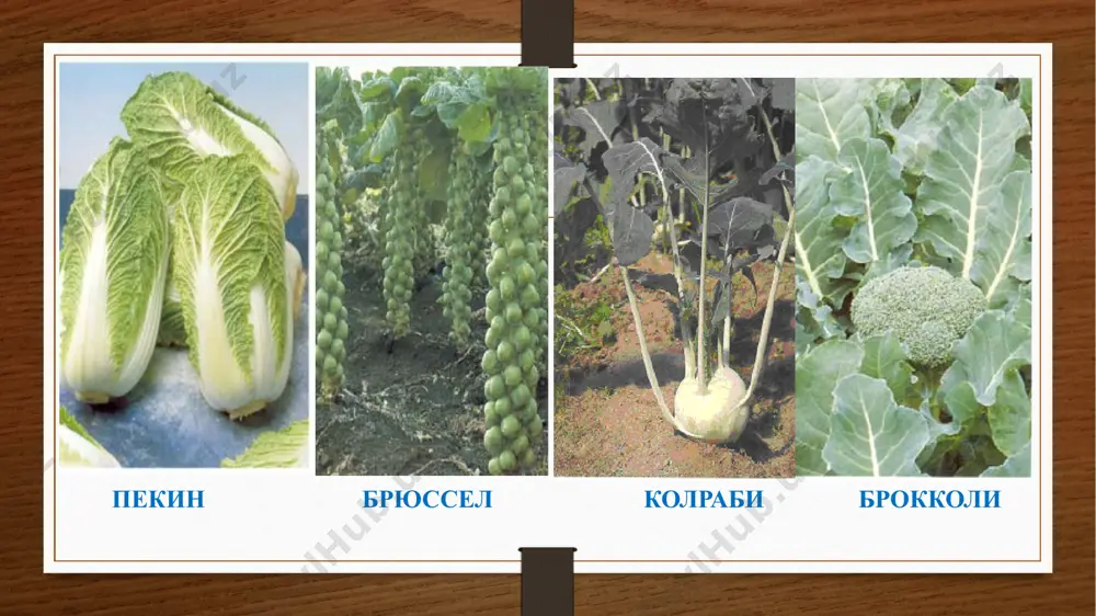 апишар нав, ўсув даври 25-30 кун. барги майда кесик, текис, барглар сони 5-6 та, узунлиги 18-23 см. илдизмева­си ясси-юмалоқсимон, қизил рангли, майда, тупроқ остига тўлиқ ботади, юзаси текис, серсув, вазни 20-25 г, дегуста­цион баҳси 5,0 балл. ҳосилдорлиги 20 т/га. майский ўртапишар нав, ўсув даври 37-40 кун. барги овалсимон, яшил рангли, барглар сони 7-11 та, томирланиши ўртача, жилоли, туксиз. илдизмеваси узунчоқ, тупрокда тўлиқ ботади, уч томони ўткир, узунлиги 7-9 см, диаметри 2,0-см, вазни 33-35 г, пўсти малинасимон, эти оқ, серсув, жуда тиғиз, таъми ўткир, дегустацион баҳси 4,4 балл. ҳосилдорлиги 17-18 т/га. ёточланишга мойил редискани навлари редискани парваришлаштехнологияси экиш муддати. феврал ойининг иккинчи ярми - март ойининг биринчи ярми. экиш схемаси: 40х 10-15 см. уpyғ сарфи 10-12 кг/га. ўғитлаш. чириган гўнг 30-40 т/га, азот 90-100 кг/га, фосфор 70-80 кг/га, калий 40-50 кг/га. суғориш. марказий вилоятларда 4-5 марта, жану­бий вилоятларда 4-6 марта, шимолий вилоятлар­да 3-4 марта 4-6 кун оралатиб суғорилади. суғориш меъёри.300-400 м3/га. …