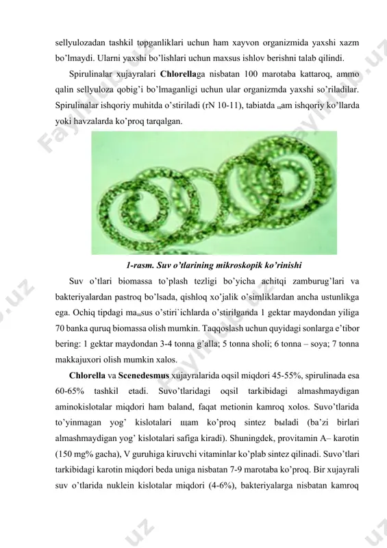 iqarish imkoniyatini yaratadi. chlorella va scenedesmus avlodlariga mansub suv o’tlar o’zlarini o’sishilari uchun neytral muxitni talab qiladilar, ularni xujayra qobiqlari mustaщkam sellyulozadan tashkil topganliklari uchun ham xayvon organizmida yaxshi xazm bo’lmaydi. ularni yaxshi bo’lishlari uchun maxsus ishlov berishni talab qilindi. spirulinalar xujayralari chlorellaga nisbatan 100 marotaba kattaroq, ammo qalin sellyuloza qobig’i bo’lmaganligi uchun ular organizmda yaxshi so’riladilar. spirulinalar ishqoriy muhitda o’stiriladi (rn 10-11), tabiatda щam ishqoriy ko’llarda yoki havzalarda ko’proq tarqalgan. 1-rasm. suv o’tlarining mikroskopik ko’rinishi suv o’tlari biomassa to’plash tezligi bo’yicha achitqi zamburug’lari va bakteriyalardan pastroq bo’lsada, qishloq xo’jalik o’simliklardan ancha ustunlikga ega. ochiq tipdagi maщsus o’stiri`ichlarda o’stirilganda 1 gektar maydondan yiliga 70 banka quruq biomassa olish mumkin. taqqoslash uchun quyidagi sonlarga e’tibor bering: 1 gektar maydondan 3-4 tonna g’alla; 5 tonna sholi; 6 tonna – soya; 7 tonna makkajuxori olish mumkin xalos. chlorella va scenedesmus xujayralarida oqsil miqdori 45-55%, spirulinada esa 60-65% tashkil etadi. suvo’tlaridagi oqsil tarkibidagi almashmaydigan …