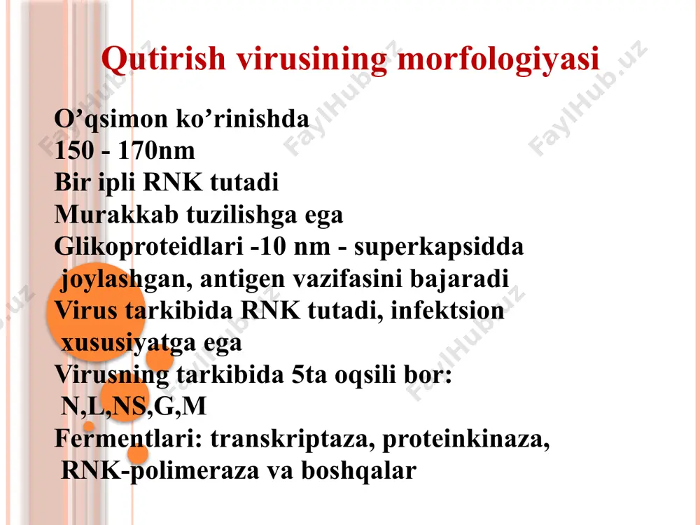 ikroskopda koʼradi morfologiyasi virus kubsimon koʼrinishda oddiy tuzilishga ega 1-ipli rnk tutadi 27-32 nm kattalikda lipid va uglevodlar tutmaydi super kapsidlar yoʼq o’stirish 1. makak rezus maymuni embrionining buyrak hujayralarida 2. jigar toʼqimalari hujayralarida – gepatotsitlarda qatʼiy tropizmga ega 3. cheksiz oʼsuvchi hujayra kulturalarida 4. virus xujayrada uzoq vaqt reproduktsiyalanadi chidamliligi haroratga chidamli 1000 da 5 minutdan soʼng oʼladi -200 da yillab yashaydi dezinfektsiyalovchi moddalarga sezuvchan patogenezi koʼpincha 15 yoshgacha bolalar kasallanadi kasallik mavsumga bogʼlik – avgust va sentyabr oilarida koʼp uchraydi yuqishi axlat- ogʼiz orqali: - suv, oziq- ovqatlar, sutlar - buyumlar, oʼyinchoqlar - qizdirish mumkin boʼlmagan oziq- ovqatlar: - salatlar - sharbatlar suv orqali yuqishi mavsumga bogʼliq boʼlmaydi birlamchi reproduktsiya ingichka ichak shilliq qavatida oʼtadi yashirin davri: - sariqlik kelib chiqmasdan 1-2xafta oldin - bu davrda virus axlat orqali koʼp miqdorda ajraladi prodromal davri: - gripp kasalligiga xos simptomlar kuzatiladi - harorat koʼtariladi 4-5 kundan soʼng harorat tushadi …