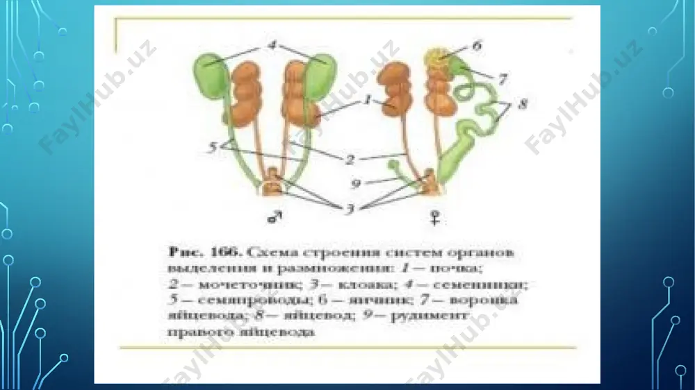 размножение и развитие птиц - Page 4
