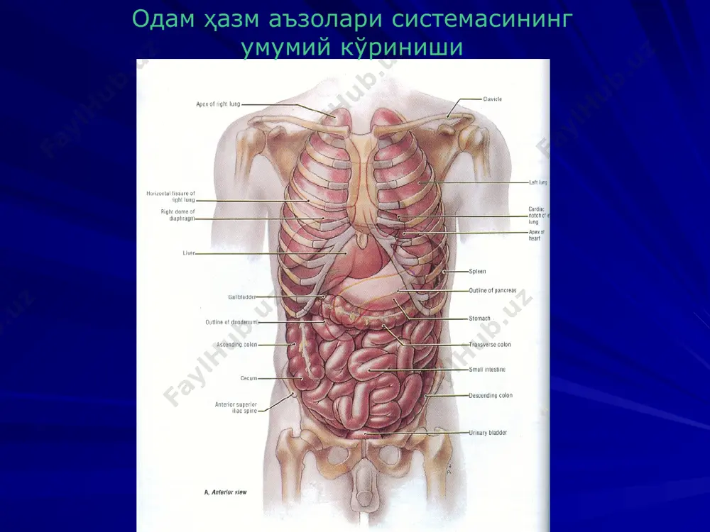 ) эвакуацияни бошқаришда иштирок этади меъда ширисининг асосий ферментлари: пепсин а гастриксин (пепсин с, меъда катепсини) пепсин в (парапепсин, желатиназа) реннин(пепсин д, химозин) меъда липазаси уреаза лизоцим кастлни ички фактори овқат меъдада препилорик сфинктер овқат луқмаси пилорик сфинктер овқат пилорик бўлимда овқатни 12 барм. ичакка ўтиши овқат 12 барм. ичакда овқатни сурилиши меъда секрециясини бошқарилиши қўзғатувчи таъсир: адашган нерв, гастрин, гистамин, секретин, холецистокинин – панкреозимин, бульонлар (гўшт, балиқ), зираворлар, аччиқ моддалар, алкоголь, ацетилхолин, энтерогастрин, оқсилларни хазм бўлиш махсулотлари. тормозловчи таъсир : симпатик нерв, серотонин, соматостатин, нейротензин, ёғлар, ширинликлар, гастрон, норадреналин одамда меъдани текшириш усуллари эндоскопия меъда ширасини биохимик анализи зонд ютиш электрогастрография эндорадиозондлаш усули рентгеноконтраст усули зондсиз усуллар оқ чизиқ кесмаси меъданинг катта эгрилиги фистулани меъдага киритилиши кисет чокини қўйилиши тери жароҳатига фистулани маҳкамланиши тери кесмаси қизилўнгачни кўндаланг кесими қизилўнгач учларини тери жароҳатига маҳкамлаш хазм тизими патофизиологияси эътиборингиз учун рахмат! image4.png image5.png image6.png image7.png image8.png image9.png image10.png image11.png image12.png image13.jpeg …