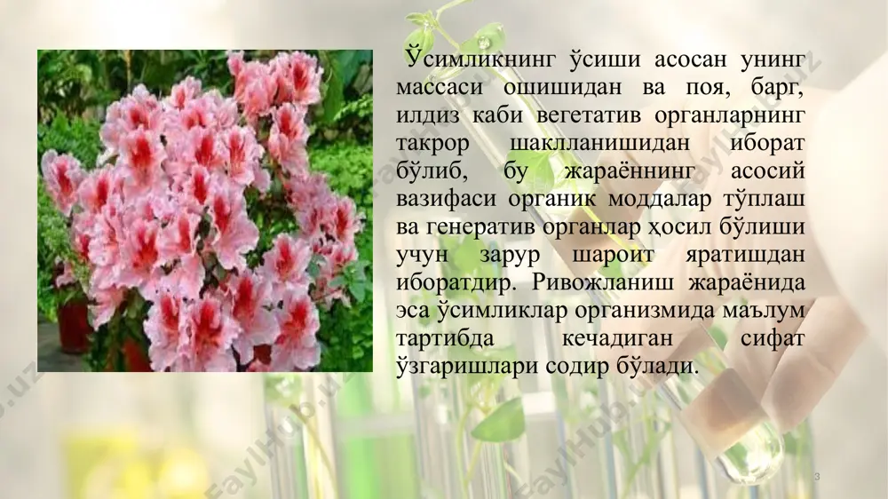 нтогенезининг охирги йили генератив органлар ҳосил қилиб, гуллайди ва меваси пишиб етилиши билан нобуд бўлади. * поликарп ўсимликлар кўп йиллик бўлиб, улар онтогенетик ривожланиши давомида бир неча марта гуллаб, уруғ ва мева беради. айримлари биринчи йилдан, бошқалари эса онтогенезининг 4-7 йилидан бошлаб бошлаб генератив фазага ўтиб ҳосил беради. умри жуда узоқ давом этадиган ўсимликларнинг эса генератив фазага ўтиши учун ўнлаб йиллар керак бўлади. масалан, секвоя дарахти 150 йилдан кейин уруғ ва мева ҳосил қилади. * баъзи ўсимликлар табиий шароитда поликарплик, маданий ўсимлик сифатида ўстирилганда эса монокарплик хусусиятини намоён қилади. масалан, тропик минтақаларда табиий шароитда канакунжут ва ғўза кўп йиллик поликарп ўсимлик сифатида ривожланиб, бир неча йиллар давомида гуллаб ҳосил беради. маданий ўсимликлар сифатида етиштириладиган маданий канакунжут ва ғўзалар эса типик монокарп ҳисобланади. * уруғланиш тугаши билан зиготада рнкнинг синтези тезлашади ва у тўплана бошлайди. эндосперм учун зарур индолил сирка кислота (иск) ва цитокинин уруғнинг нуцеллус қисмидан доимий оқиб келади. уруғ …
