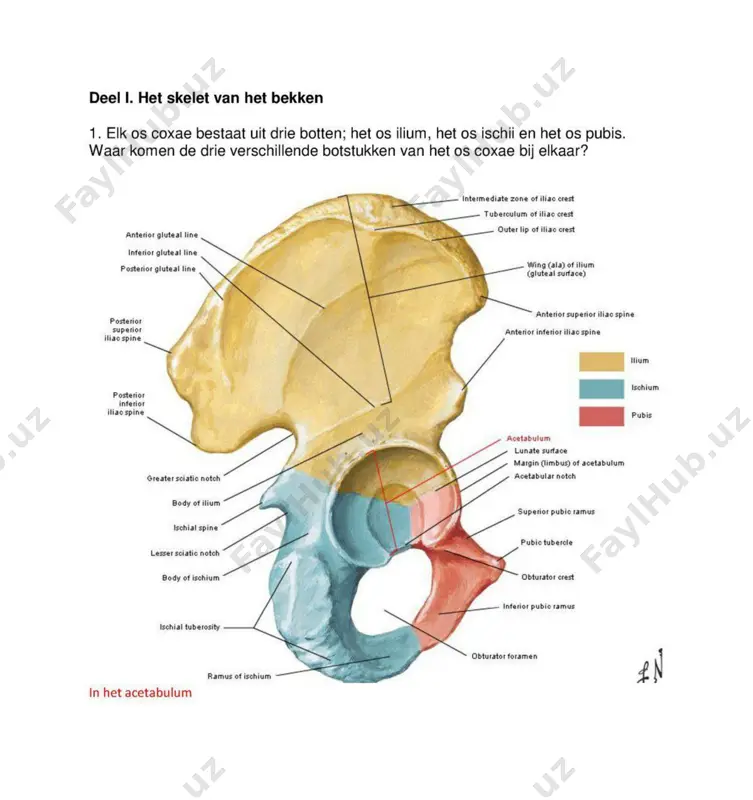 pelvis anatomiyasi - Page 5