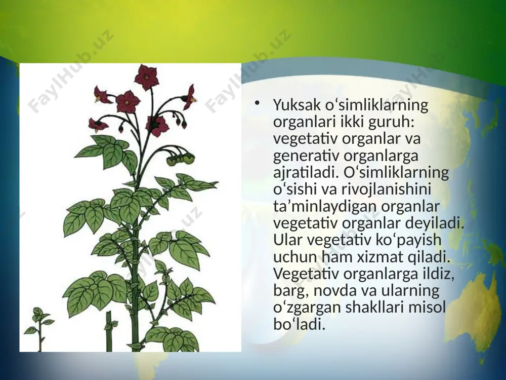 va rivojlanishining asosiy sabablaridan biri sanaladi. barcha o‘simliklar uzoq tarixiy rivojlanish natijasida vujudga kelgan va biotsenozning asosiy tarkibiy qismi bo‘lib, undagi oziq zanjirining asosini tashkil etadi va amalga oshiriladigan fotosintez jarayoni natijasida havodagi karbonat angidrid miqdori me’yorlashadi, kislorodning miqdori ortadi. image2.jpeg image3.jpeg image4.jpeg image5.jpeg image6.jpeg image7.jpeg image8.jpeg image9.jpeg image10.jpeg image11.jpeg image12.jpeg image13.jpeg image1.jpeg