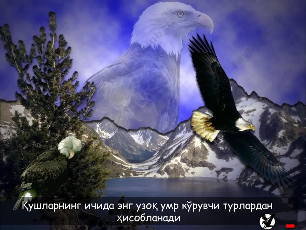 es, we have to retreat for awhile and start a renewal process to continue taking successful flights, we sometimes need to get rid of memories, habits and other past traditions only freed from past burdens, can we take advantage of the valuable outcomes from a … renewal буларнинг барчасини амалга ошириш учун кучли ирода керак …. bald eagle flying