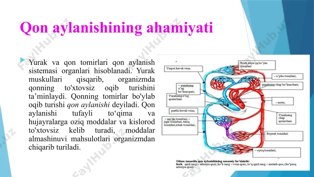n orqali chap qorinchaga ochiladi. bo‘lmalar qisqarganida ulardagi klapanlar qorinchalar bo‘shlig‘iga ochilib, qon bo‘lmalardan qorinchalarga oqib o‘tadi. chap qorincha bilan aorta qon tomiri o‘rtasida hamda o‘ng qorincha bilan o‘pka artenyasi o‘rtasida bittadan yarimoysimon klapanlar joylashgan. yurak bo‘lmalari devori ancha yupqa, muskullari kuchsiz rivojlangan. yurak qorinchalari muskullari qonni katta va kichik qon aylanish doiralari orqali chiqarib, katta ish bajaradi. shu sababdan qorinchalar devori qalin va muskulli bo‘ladi. ayniqsa, qonni katta qon aylanish doirasiga chiqaradigan chap qorincha muskullari kuchli rivojlangan. uning devori o‘ng qorincha devoriga nisbatan 2-3 marta qalin bo'ladi. yurakning tuzilishi o‘ng bo‘lmacha chap qorincha o‘ng qorincha chap bo‘lmacha yurak kameralari yuqorigi kovak vena pastki kovak vena aorta yirik qon tomirlari uch tavaqali klapan ikki tavaqali klapan yarimoysimon klapanlar yurak klapanlari endokard (endocardum). endokard yurakning ichki, nisbatan yupqa qavatidir. u yurak barcha kameralarining ichki yuzasini, shuningdek so’rg’ichsimon mushaklar, pay ipchalar, klapanlarni qoplaydi endokard ichki, bevosita qonga yondoshgan qatlami endoteliy qavati biriktiruvchi …
