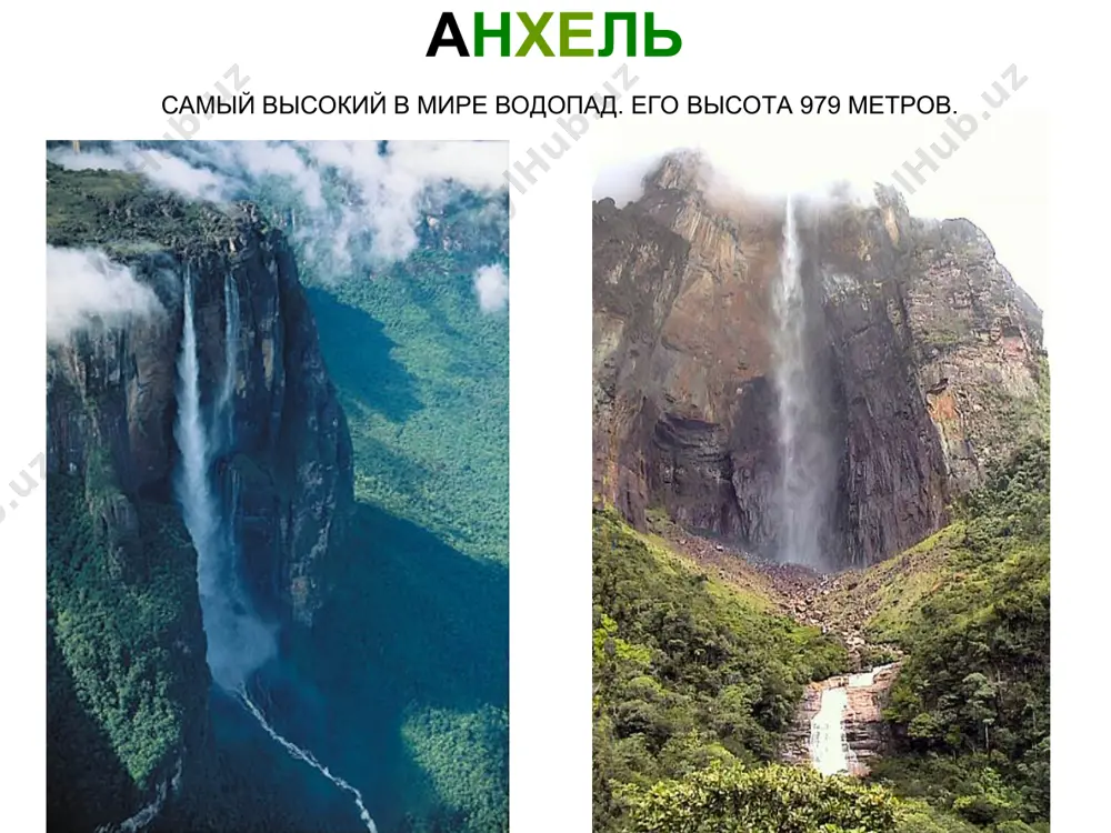 сно лазает по деревьям и очень хорошо плавает. детёныш ягуара анаконда анаконда - самая крупная из змей. анаконда длина анаконды достигает 10 метров. пиранья рыбки пираньи – опасные хищники. они охотятся стаями и когда нападают, от жертвы в считанные секунды ничего не остаётся. электрический угорь у электрического угря по бокам расположены специальные органы, которые вырабатывают электрический ток. этот ток он использует для охоты и защиты. колибри колибри пьют цветочный нектар при помощи своего тонкого клювика. каждый вид колибри приспособлен к своему виду цветов. колибри колибри совсем не умеют ходить по земле. они умеют только летать. колибри – самые маленькие птички на земле, длина тела самых крошечных из них всего 5 см, а вес около 1 г. колибри очень быстро машет крылышками, чтобы зависать возле цветка. мама-колибри строит маленькое гнёздышко, а папа его охраняет. колибри птенчик колибри в гнезде лягушка древолаз тельце лягушки-древолаза около 3 см в длину. лягушки древолазы питаются …