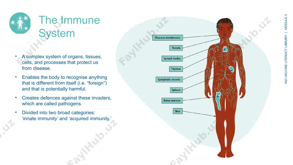 found at the surface of the t and b cells of the immune system, and they can recognise antigens or part of the antigens presented by the antigen-presenting cells (apcs).​ there is a vast diversity of b- and t- cell receptors allowing the human immune system to recognise a very large number of pathogens.​ humoral immune response iavi vaccine literacy library | module 3 binding antibody​ produced in large quantities following infection.​ recognises and binds to parts of a foreign body but cannot directly prevent infections or destroy the pathogen.​ requires the involvement of other immune mechanisms to destroy the foreign agent.​ neutralising antibody​ recognises and binds to a pathogen.​ can neutralise pathogens by blocking the pathogen from entering its host cell.​ neutralisation can result in loss of infectivity.​ broadly neutralising antibody (bnab)​ can recognise a wide range of viruses even if they are different from the virus that initially …