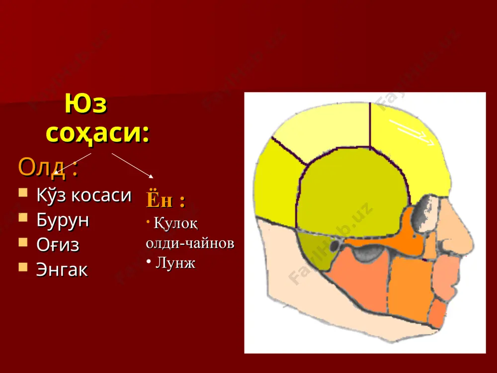 ви бериш жароҳат қирғоқларини тежаб кесиб ташлаш суяк жароҳатини текислаб резекция қилиш физ.эритма билан шикастланган мия тўқимасини ювиб ташлаш суяк бўлакчаларини чиқариб олиш бхи да оператив усул жароҳат майдон кўздан кечирилади. суяк бўлакчалар пинцет ёрдамида олиб ташланади. суяк қисқичи ёрдамида суяк қиррфалари текисланади. суякнинг говак қаватидан қон кетишлар воск-мум суртиш орқали тўхтатилади. эпидурал бўшлиқ кўздан кечирилади. менингиал қон томирлар жароҳатланган бўлса қон кетиш тўхтатилади. бош мияни тешиб ўтувчи жароҳатларида қаттиқ мия пардаси жароҳат атрофидан текис кесилади. мия жароҳати илик физиологик эритма билан ювилиб, қон лахталари, ёт жисмлар олиб ташланади. мия қон томирларидан қон кетиши томирларни боғлаш ва тикиш орқали тўхтатилади. қаттиқ мия пардаси тугунли чок билан тикилади. қаттиқ мия пардасининг йирик нуқсонлари пластика қилинади. жароҳат қаватма – қават тикилади. калла суяги – бош мия жароҳатлари таснифи жароҳатнинг жойлашувига қараб: пешона соҳаси чакка соҳаси тепа соҳаси энса соҳаси бош мия асоси бош мия пардасининг бутунлигига қараб: тешиб ўтмаган (қаттиқ мия пардасининг …