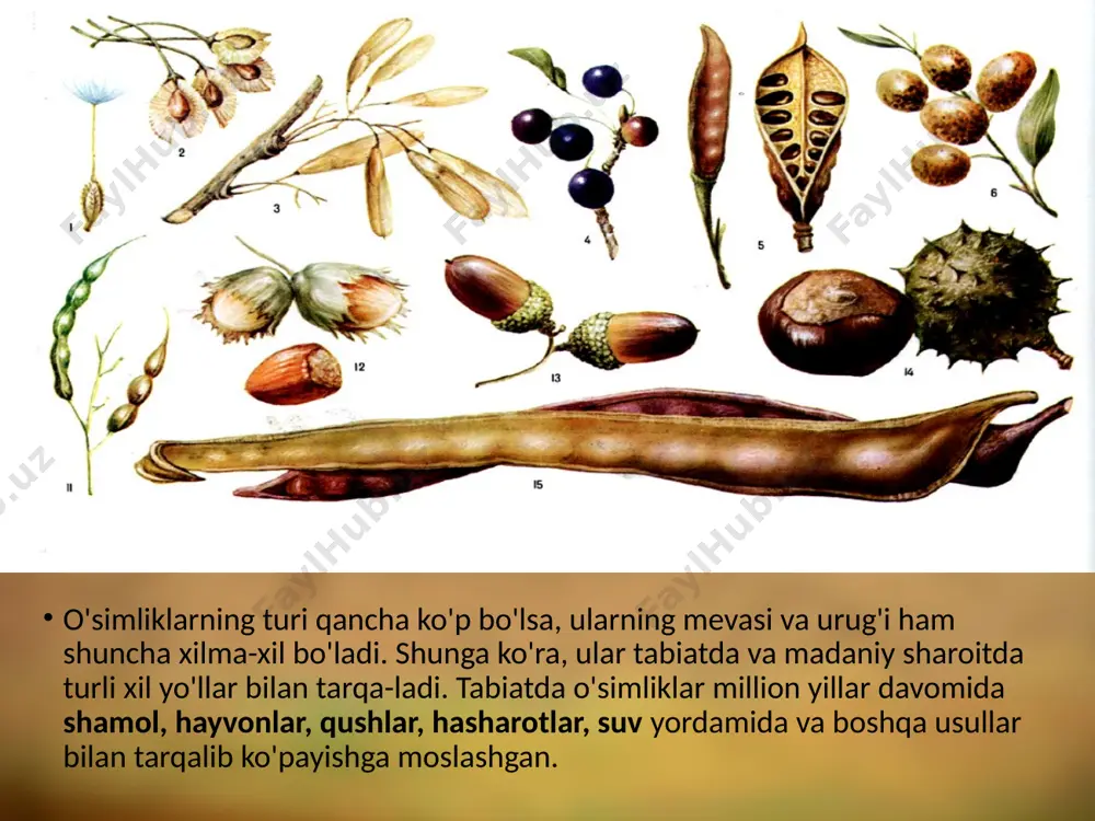 imliklarning soni qancha ko'p bo'lsa, ularning meva va urug'lari shuncha keng tarqaladi. hayvonlar meva va urug'larni iste'mol qilib, chiqindilari or­qali ham uzoq yerlarga olib borib tashlaydi. qushlar ham seret shirali mevalarni yutib, hazm bo'lmaydigan danak va urug'larini uzoq masofalarga tarqatadi. meva va urug'larni yer yuzi bo'ylab tarqatishda odamga teng keladigan omil yo'q desak, mubolag'a bo'lmaydi. chunki odamlar meva yoki urug'ni uzoq o'lka, davlat va qit'alarga turli usullar bilan olib o'tishi mumkin. masalan: o'tmishda xorazmdan amerikaga yantoq urug'i beda urug'iga qo'shilib borib qolgan. savol va topshiriqlar 1. meva va urug'lar qanday yo'llar bilan boshqa joylarga tar­qaladi? 2. meva va urug'lar qanday qilib shamol yordamida tarqaladi? 3. hayvonlar qanday yo'llar bilan meva va urug'larni boshqa joylarga tarqatadi? 4. o'simliklarning mevalari qanday yo'llar bilan boshqa davlat va qit'alarga o'tadi? image2.jpeg image3.jpeg image4.jpeg image5.jpeg image6.jpeg image7.jpeg image8.jpeg image9.jpeg image10.jpeg image11.jpeg image12.jpeg image13.png image14.jpeg image1.jpeg
