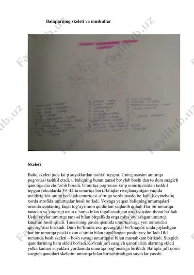 baliqlarning skeleti va muskullar — DOCX