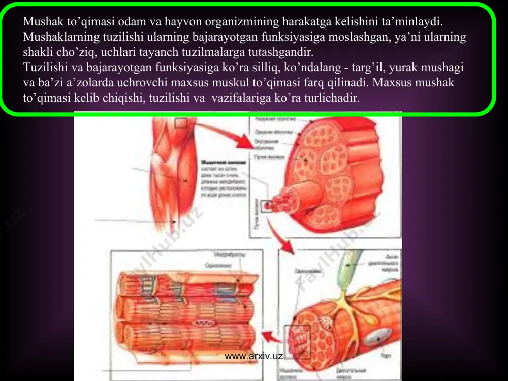 skullar mezodermaning orqa-chetki qismidagi somitlardan hosil bo‘ladi. bunda avval hayot uchun eng zarur muskullar: til, lab, diafragma, qovurg‘alararo, so‘ngra qo‘l, gavda va oyoq muskullari rivojlanadi. bola tug‘ilganda barcha muskullari mayda va rivojlanmagan bo‘ladi. ular bolaning hayoti davomida rivojlana borib, 25 yoshda to‘liq shakllanadi. muskullarning rivojlanishi skeletining taraqqiy etishiga va bola qad-qomatining shakllanishiga sabab bo‘ladi. yangi tug‘ilgan bola muskullarining vazni tanasi vaznining 23,3% ni, 8 yoshda – 27,2% ni, 12 yoshda – 29,4% ni, 15 yoshda – 32,6% ni, 18 yoshda – 44,2% ni tashkil etadi. bir yoshda yelka kamari, qo‘l muskullari yaxshi rivojlangan bo‘ladi. bola yura boshlashi bilan orqadagi uzun muskullar, dumba muskullari tez usadi, 6–7 yoshdan boshlab qo‘l panjasining muskullari tez rivojlanadi. bolalarda bukuvchi muskullarning tarangligi yuqoriroq bo‘lib, yozuvchi muskullarga nisbatan tez rivojlanadi. 12–16 yoshda yurish-turish uchun zarur muskullar rivojlanadi. yosh ortib borishi bilan muskullarning ximiyaviy tarkibi, tuzilishi ham o‘zgaradi. bolalar muskulida suv ko‘p bo‘ladi. muskullarning rivojlanishi bilan ulardagi …