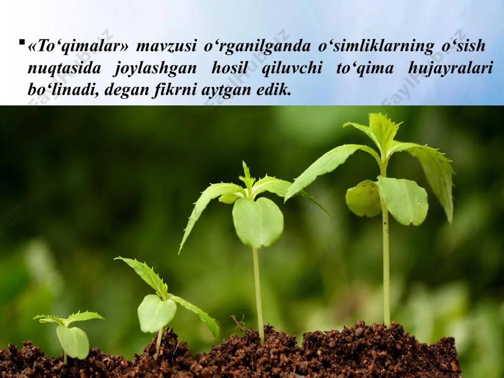 adi. demak, oziqning ko‘p qismi g‘o‘za shoxlarining o‘suvchi uchki qismiga sarfl anar ekan. g‘o‘zaning poyasi va uzunroq o‘sgan ikki-uchta yon shoxlarining o‘suvchi uchki qismi chilpib tashlansa, uning hosildorligi ortadi. o‘simliklar turiga va o‘sish sharoitiga qarab har xil tezlikda o‘sadi. masalan, tog‘larda keng tarqalgan archa juda sekin o‘sadi. besh yoshli archaning bo‘yi 10–15 sm ga yetadi. aksincha, tok kabi ilashib o‘suvchi o‘simliklar bir yozning o‘zida 10 m gacha o‘sadi. o‘zbekistonda tez o‘sadigan daraxtlarga tol, terak, chinor, yong‘oq, gilos kabi o‘simliklar kiradi. nisbatan sekin o‘sadigan daraxtlarga nok, shamshod, archa, pista va boshqalar kiradi. demak, daraxtlar uchki kurtagida joylashgan hosil qiluvchi to‘qimaning hujayralari bo‘linishi hisobiga bo‘yiga o‘sadi. savol va topshiriqlar o‘sish konusi qayerda joylashgan va uning aha-miyati nimadan iborat? agar poyaning uchki qismi kesib yoki chilpib tash lansa, o‘simliklarda qanday o‘zgarishlar sodir bo‘ladi? g‘o‘za nima uchun chilpilanadi? qorong‘ida o‘sgan o‘simliklar nima uchun bo‘yiga o‘sadi va tezda nobud bo‘ladi? qaysi o‘simliklar tez o‘sadi?