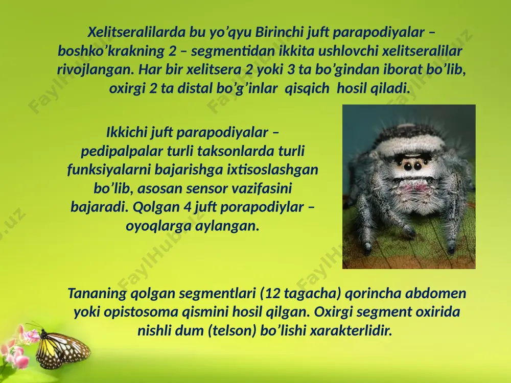 xelitseralilar (chelicerata) kenja tipi - Page 5