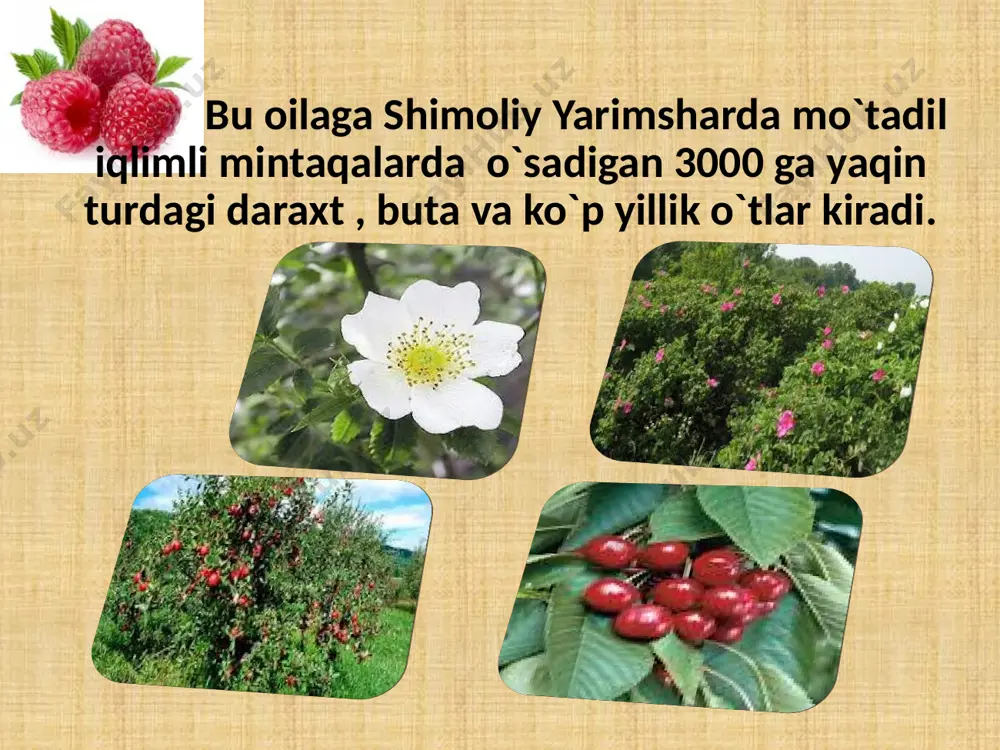 igi tufayli yangi navlar yaratishda, chatishtirish yoki payvandtag qilish uchun muhim ahamiyatga ega. ra’nodoshlar oilasiga tegishli o’simliklar respublikamizda madaniy holda ham ko’p tarqalgan . ularga o’rik, shaftoli, gilos va olxo’ri, qulupnay, malina kabilar kiradi va ular xalq xo’jaligida katta ahamiyatga ega. oila vakillaridan ikkitasi (o’rta osiyo noki, olga sorbariyasi) o’zbekiston respblikasining ‘’qizil kitob’’iga kiritilgan. issiqxonalarda yetishtirilayotgan qulupnaylar ra`nodoshlar oilasiga mansub o`simliklar mevalarini ahamiyati e`tiboringiz uchun rahmat! image9.jpeg image1.jpeg image2.png image3.jpeg image4.jpeg image5.jpeg image6.jpeg image7.jpeg image8.jpeg image10.jpeg image11.jpeg image12.jpeg image13.jpeg image14.png image15.jpeg image16.png image17.jpeg image18.jpeg image19.jpeg image20.jpeg image28.jpeg image21.jpeg image22.jpeg image23.jpeg image24.jpeg image25.jpeg image26.jpeg image27.jpeg image29.png image30.png image31.jpeg image32.jpeg image33.jpeg image34.jpeg image35.jpeg image36.jpeg image37.jpeg image38.jpeg image39.jpeg /docprops/thumbnail.jpeg