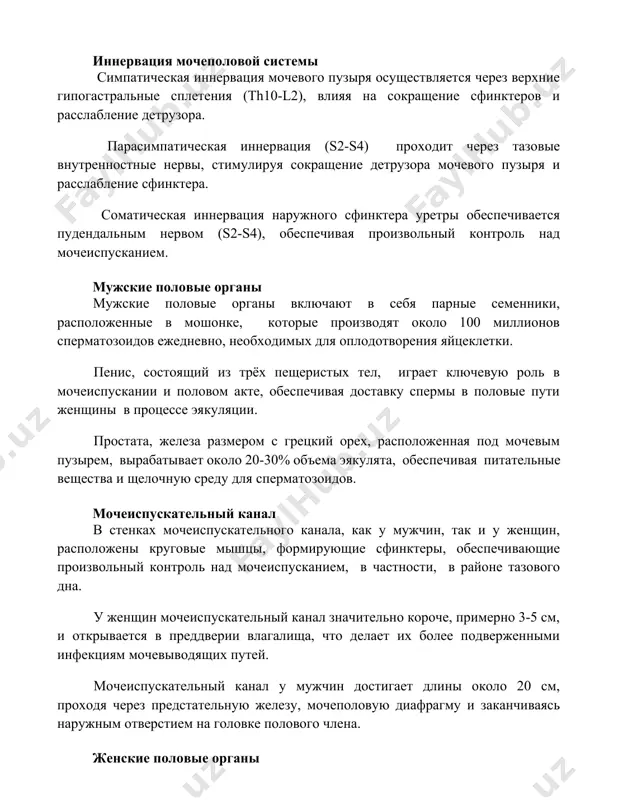лируя сокращение детрузора мочевого пузыря и расслабление сфинктера. соматическая иннервация наружного сфинктера уретры обеспечивается пудендальным нервом (s2-s4), обеспечивая произвольный контроль над мочеиспусканием. мужские половые органы мужские половые органы включают в себя парные семенники, расположенные в мошонке, которые производят около 100 миллионов сперматозоидов ежедневно, необходимых для оплодотворения яйцеклетки. пенис, состоящий из трёх пещеристых тел, играет ключевую роль в мочеиспускании и половом акте, обеспечивая доставку спермы в половые пути женщины в процессе эякуляции. простата, железа размером с грецкий орех, расположенная под мочевым пузырем, вырабатывает около 20-30% объема эякулята, обеспечивая питательные вещества и щелочную среду для сперматозоидов. мочеиспускательный канал в стенках мочеиспускательного канала, как у мужчин, так и у женщин, расположены круговые мышцы, формирующие сфинктеры, обеспечивающие произвольный контроль над мочеиспусканием, в частности, в районе тазового дна. у женщин мочеиспускательный канал значительно короче, примерно 3-5 см, и открывается в преддверии влагалища, что делает их более подверженными инфекциям мочевыводящих путей. мочеиспускательный канал у мужчин достигает …