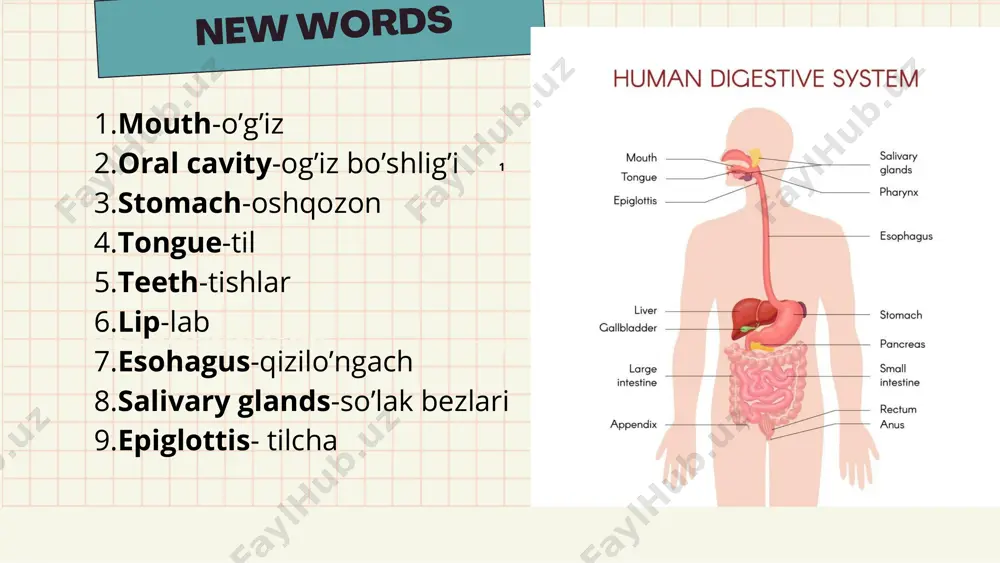 the human digestive system - Page 2
