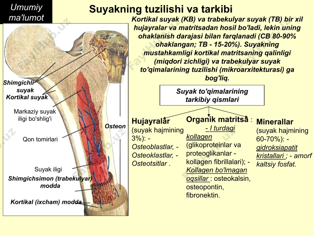 asonik suyak densitometri ikki fotonli rentgen densitometri d) kantitativ kompyuter tomografiyasi (kortikal va gubka suyagining fazoviy, hajmli tasvirini beradi, bmdni miqdoriy o'lchaydi). i. vizual usul - rentgen diagnostikasi (suyak massasining yo'qolishi 30% dan oshganda informatsion). ii. suyak zichligini aniqlashning miqdoriy usuli - densitometriya: a) yagona fotonli densitometriya (bir fotonli densitometrlardan foydalanish oson, harakatchan, kichik oʻlchamli va engil; skrining tadqiqotlari uchun ishlatiladi). b) ikki fotonli rentgen densitometriyasi (har qanday suyak va butun skeletni ikki yoki undan ortiq proektsiyalarda tekshirish imkonini beradi ). osteoporozni tashxislash uchun "oltin" standart osteoporoz diagnostikasi osteoporozning miqdoriy diagnostika mezonlari (jsst tavsiyasi) suyak mineral zichligi (kmd) asosida osteoporoz tashxisi bemorni tekshirish natijalarini normal qiymatlar oralig'i bilan solishtirishga qisqartiriladi, bu osteoporozning bmd ning pasayishi ekanligini aniqlaydi. yosh sog'lom odamlar uchun o'rtacha me'yordan -2,5 sd dan ortiq ( sd - standart og'ish). ushbu pasayish darajasini baholash uchun t-mezoni (jsst tomonidan tavsiya etilgan) qo'llaniladi, bu bemorning bmd va "yosh" norma uchun …