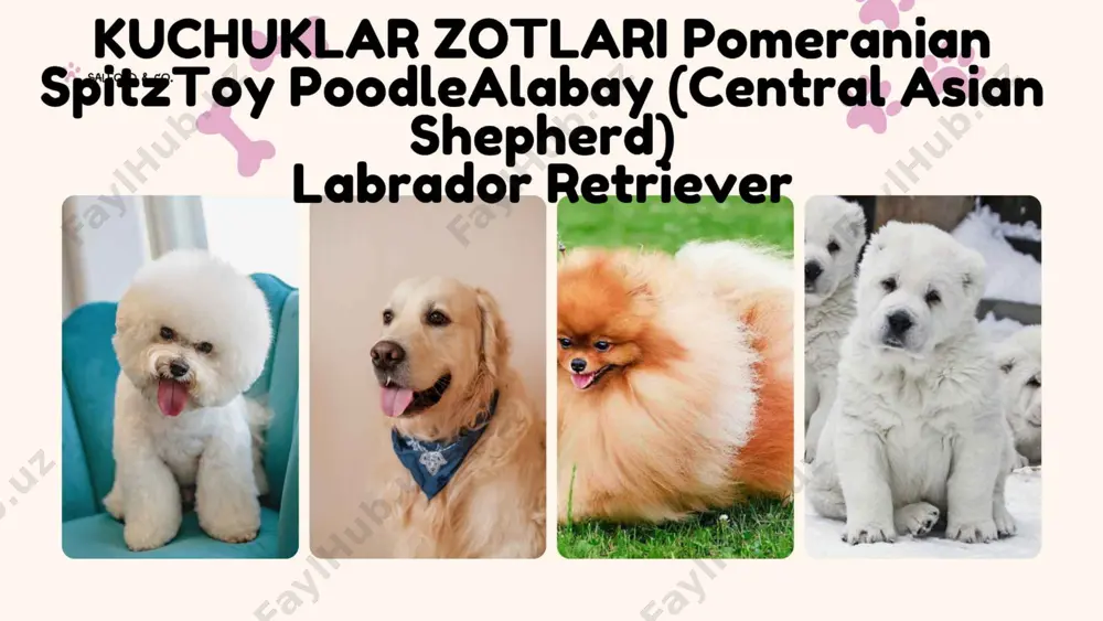 salford & co pet care center - Page 5