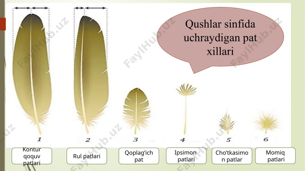 phenisciformes) va tipik qushlar (neognathae) yoki ko'kraktojlilar (carinatae) katta turkumlari kiradi. ko’kraktojsizlar yoki tuyaqushlar (ratitae) katta turkumi afrika tuyaqushlari (struthionifores) turkumi. bu turkumnini hozirgi zamonda yashayotgan yagona. afrika tuyaqushi (struthiocamelus) turi uchraydi. vovaga yetgan tuyaqushning bo'yi 270 snv og'irligi 50-90 kg ga boradi. nandusimonlar yoki amerika tuyaqushlari (rheiformes) turkumi ular urchish davrida 5-7 ta urg'ochisi 1 ta erkagi bilan birga gala bo'lib yashaydi. urg'ochilari tuxumlarini umumiyi uyaga qo'yadi. 1 ta uyada 15 tadan 40 tagacha tuxum bo ladi. tuxumlarining og'irligi 700 g atrofida bo’ladi. tinamular, v a 'ni yashirindumlilar (timamiformes) turkumi tinamular janubiy va m. amerika o'rmonlarda butazorlarda yashaydi. yaxshi uchaolmaydi, qanoti sust rivojlangan kalta va keng. dumi juda kalta. patlari orasiga yashiritgan. oyoqlari baquvvat. tinamular turkumiga i ta oila. 9 ta urug’ 42-47 ta tur kiradi. kazuarsimonlar (casuariifonnes) turkumia kazuar urug'iga 3 ta tur kiradi. ular yangi gvineyada va avstralivaning shimoli-sharqij qismidagi o'rmonlarda tarqalgan. kivilar yoki qanotsizlar (apterygiformes) turkumi …