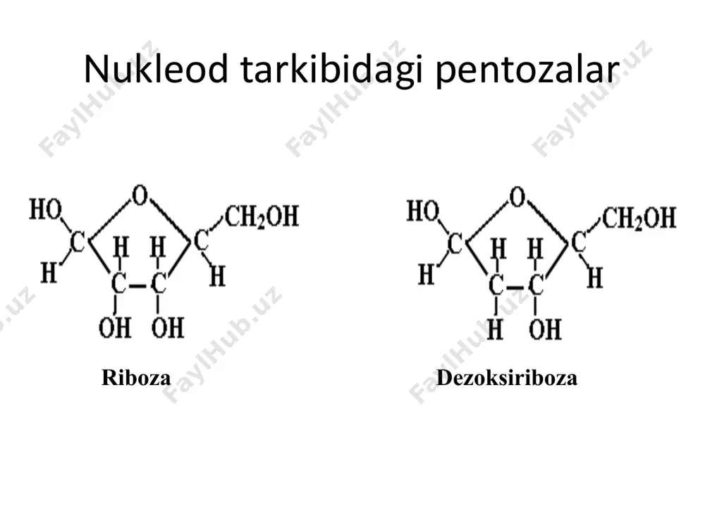 nukleinkislotalar - Page 5