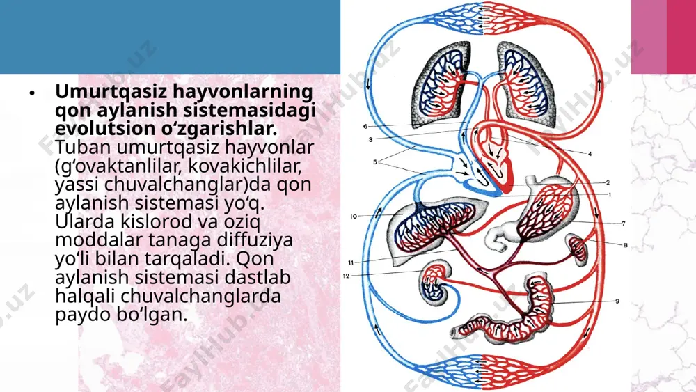 hayvonlarning qon aylanish organlari evolutsiyasi. 11 - sinf - Page 5