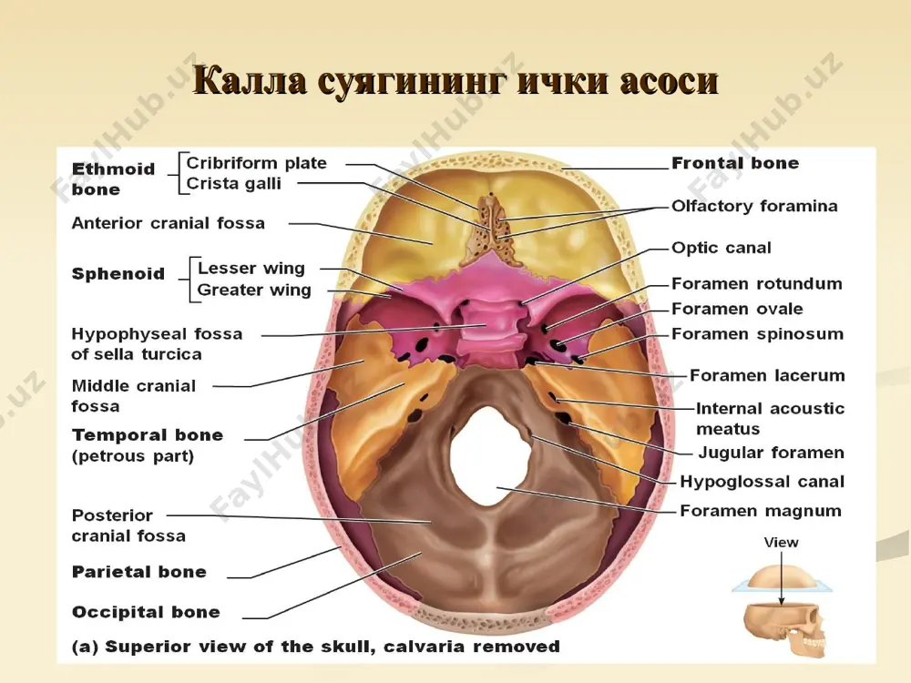 н туташтирса, унинг ички тешиги хоаналар сhoanae эса калланинг ташқи асоси ёки тирик одамда халқум бўшлиғи билан туташтиради. бурун бўшлиғи чап ва ўнг томонда ҳам, унинг латерал деворидаги бурун чиғаноқлари concha nasi superior,concha nasi media,concha nasi inferior лар ёрдамида учта бурун йўлига яъни meatus nasi superior, meatus nasi medius, meatus nasi inferior га бўлинади. бу бурун йўллари бурун чиғаноқлари билан бурун тўсиғи оралиғидаги вертикал бўшлиқ, умумий бурун йўли, meatus nasi communis да кўшилади. кўз косаси, бурун бўшлиғи бурун бўшлиғи, cavitas nasi бурун бўшлиғи йўллари бир неча бўшлиқлар билан туташади: ғалвирсимон суяк илматешик пластинкаси орқали калла бўшлиғи билан, понасимон суяк бўшлиғи ва ғалвирсимон суяк орқа катакчалари билан юқори бурун йўли; ўрта бурун йўли юқори жағ суяги бўшлиғи, ғалвирсимон суяк катакчалари, пешона суяги бўшлиғи билан;пастки бурун йўли эса бурун-кўз ёш канали орқали кўз косаси билан алоқада бўлади. ундан ташқари бурун бўшлиғи понасимон-танглай тешиги, foramen sphenopalatinum орқали қанот-танглай чуқурчаси билан, курак тиш тешиги, …