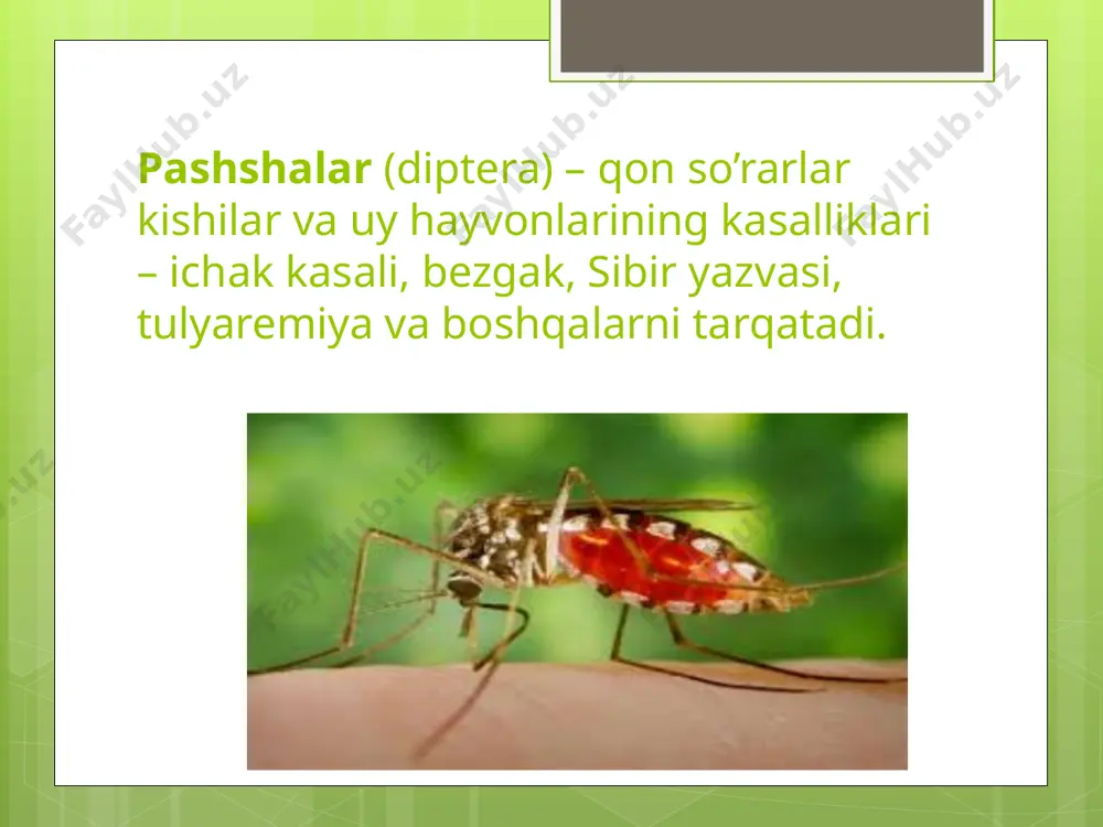 o’zbekistondagi asosiy zararkunanda hasharotlar va ularning tarqalishi - Page 4