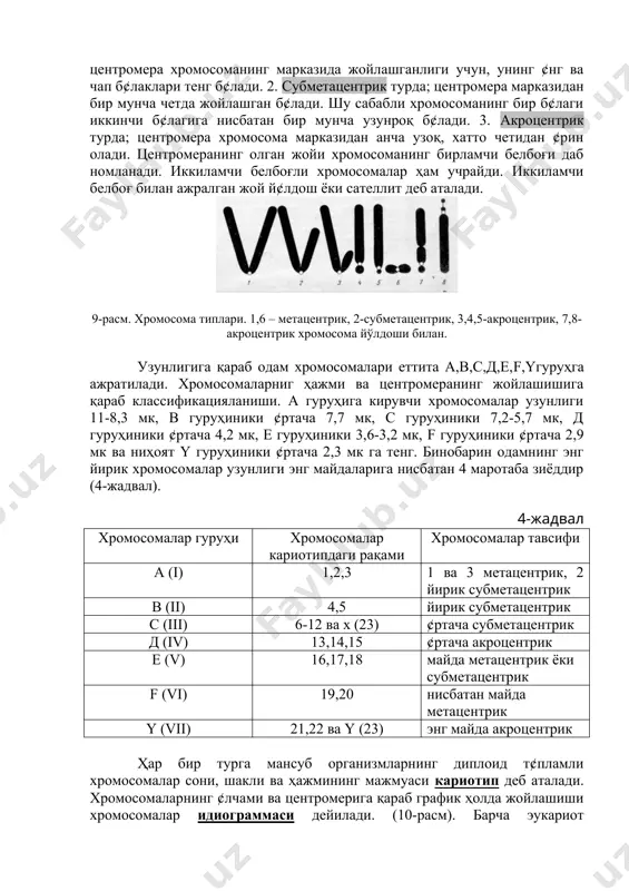 мера ва учки жойларида к¢проқ б¢лади. хромосоманинг эухроматин қисми интерфазада диспираллациялашган ҳолатда б¢либ, у генетик жиҳатдан фаол саналади. хромосоманинг хар бири кимёвий жиҳатдан қаралганда дезаксирибонуклеин кислота, содда оқсил-гистонлардан тузилган б¢либ, уларнинг бирикишидан ҳосил б¢лганларни нуклеопротеидлар дейилади. нуклеопротеидлар ташқари хромосомалар таркибига рнк, протаминлар, липидлар, полисахаридлар ва метал ионлари киради. r-қисм g ва q - қисмлар вариабел қисмлар 10- расм. одам кариотипи идиограммаси хромосомаларнинг кимёвий таркиби хромосомаларнинг 90-92% нуклеопротеидлардан иборат. нуклеопротеидлар юқорида қайд қилингандек дезоксирибонуклеин кислота -днк, гистон ёки протамин оқсиллардан ташкил топган. хромосомалар таркибида булардан ташқари рибонуклеин кислота - рнк, кам миқдорда кальций, магний, темир ионлари ва гистон б¢лмаган оқсиллар учрайди. днк нинг тузилиши ва функцияси. днк биополимер б¢либ, фақат одамдагина эмас, балки барча эукариотларда, шунингдек прокариотларда ирсий ахборот сақловчи саналади. днк молекуласининг дастлабки модели 1953йили дж.уотсон ва ф.крик томонидан яратилган. ана шу моделга биноан днк молекуласи қ¢шқават спиралдан ташкил топган биополимердир. унинг мономери б¢либ нуклеотидлар саналади. ҳар бир нуклеотид азотли …
