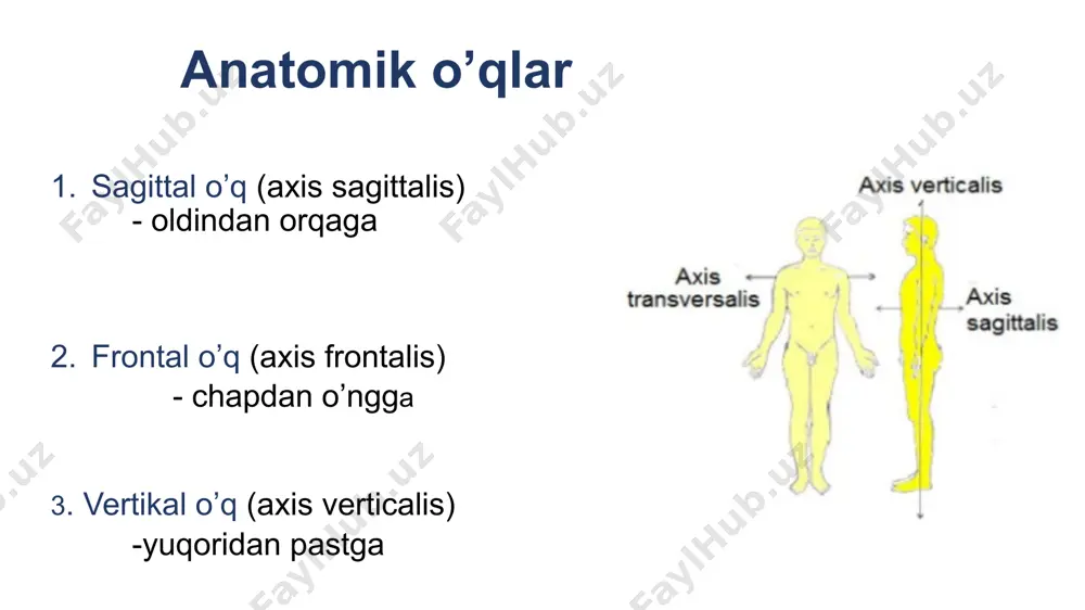 anatomik sathlar va o‘qlar - Page 4