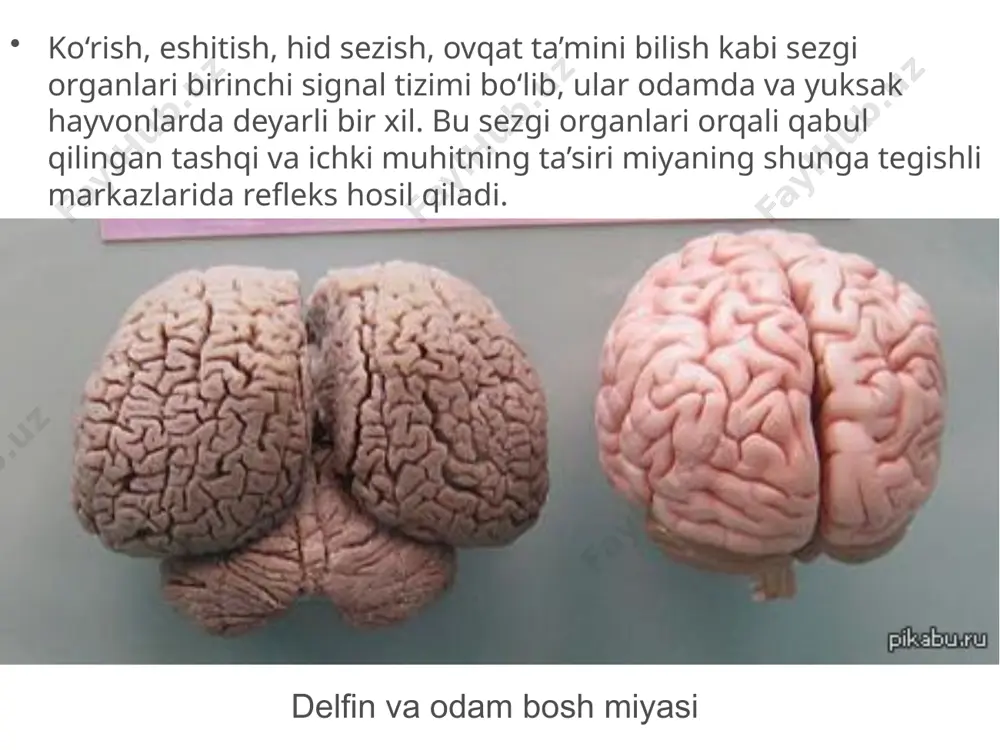 ng sog‘lig‘iga, ota-onasi va tarbiyachilarning madaniyatiga, ular olib boradigan tarbiyaviy ishlar mazmuniga bog‘liq. odamning nutqi tarbiya, o‘qish, bilim olish jarayonida rivojlanadi. nutqning rivojlanishida ovoz chiqarib o‘qish, she’r aytish, qo‘shiq kuylash, musiqa tinglash muhim rol o‘ynaydi. nutqning rivojlanishi, o‘z navbatida, odamning o‘qishi, bilim olishi, hunar o‘rganishiga, fikrlash qobiliyati va ijodiy ravnaqi yanada takomillashuviga imkon beradi. odam xulq-atvorining ijtimoiy sharoitga bog‘liqligi. odam sezgi organlari orqali tashqi muhitning xilma-xil ko‘rinishlarini, ta’sirini qabul qilib, ular haqida fikrlashi tufayli o‘zida tushuncha hosil qiladi. shuning uchun ham bolaning fikrlash qobiliyati, ongi, xulq-atvori shakllanishida uning yashash, tarbiyalanish, o‘qish sharoiti, atrofdagi kishilar, ota-ona, tarbiyachi, o‘qituvchilar hamda boshqa ijtimoiy sharoit muhim o‘rin tutadi. hissiyot. atrofdagi voqealarga, o‘qigan kitoblarga, tinglagan musiqaga va leksiyaga, tomosha qilingan kinofilm yoki spektakllarga, boshqalar bilan bo‘lgan muloqotga odamda turli hissiyot (emotsiya) paydo bo‘ladi. masalan, jiddiy o‘ylash holatlari, xursandchilik yoki nafratlanish, qayg‘u yoki kulgi, yig‘lash, osoyishtalik kabilar. bu holatlar paydo bo‘lishida har bir odamning oliy nerv …