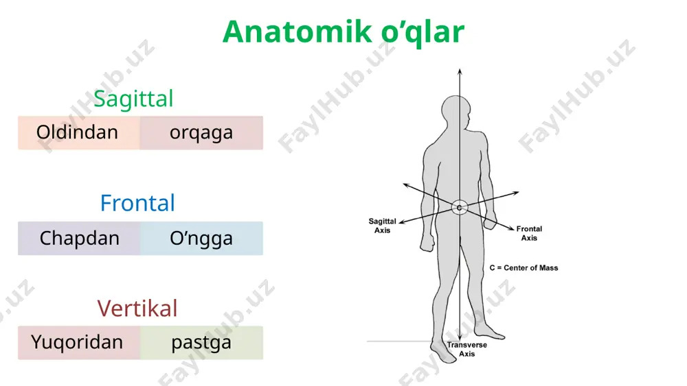anatomiyaga kirish. osteologiya. umurtqalar. qovurg’alar. to’sh suyagi - Page 5