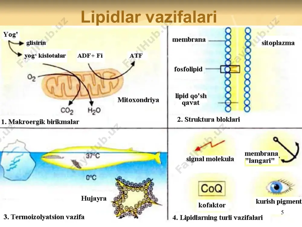 emiya o‘limga olib keladi xujayralarda ω-oksidlanish ortadi va ko‘p miqdorda dikarbon kislotalar hosil bo‘lib ekskretsiyalanadi fitan kislota oksidlanishining buzilishi (refsum kasalligi). bu kislota oziq maxsulotlar bilan kiradi va α-oksidlanadi. uning buzilishi nerv to‘qimalarda to‘planishiga va nevroligik simptomlar rivojlanishiga sabab bo‘ladi. 40 yog‘ kislotalari biosintezi asosan yog‘ to‘qimalari, sut bezlari va jigarda sodir bo‘ladi. yog‘ kislotalar sintezi 3 bosqichda kechadi: atsetil-koani mitoxondriyadan chiqishi, malonil-koa sintezi, ularni kondensatsiyasi va yog‘ kilotalar sintezi. 41 oksidlanishdan farqli yog‘ kislotalar sintezi: endoplazmatik to‘rda kechadi sintez manbai bo‘lib malonil-koa hisoblanadi oraliq maxsulotlarni qaytarilishi uchun nadfh2 zarur atsetil-koa boshlang’ich sifatida ishlatiladi yog‘ kislotalar sintezining barcha bosqichlari siklik kechib, palmitatsintetaza yuzasida boradi 42 atsetil-koani mitoxondriyadan chiqishi 43 malonil –koa sintezi reksiyani asesil-koa karboksilaza amalga oshiradi 44 45 palmitatsintetazaning tuzilishi 46 ato-atsil tashuvchi oqsil palmitatsintetaza markazida joylashgan bo‘lib, ikkita sn-guruhini tutadi: markaziy - 4-fosfopantotenatdan hosil bo‘lgan va malonil-koa ni biriktirish xususiyatiga ega periferik – sisteinning qoldig‘idan hosil bo‘lgan va …
