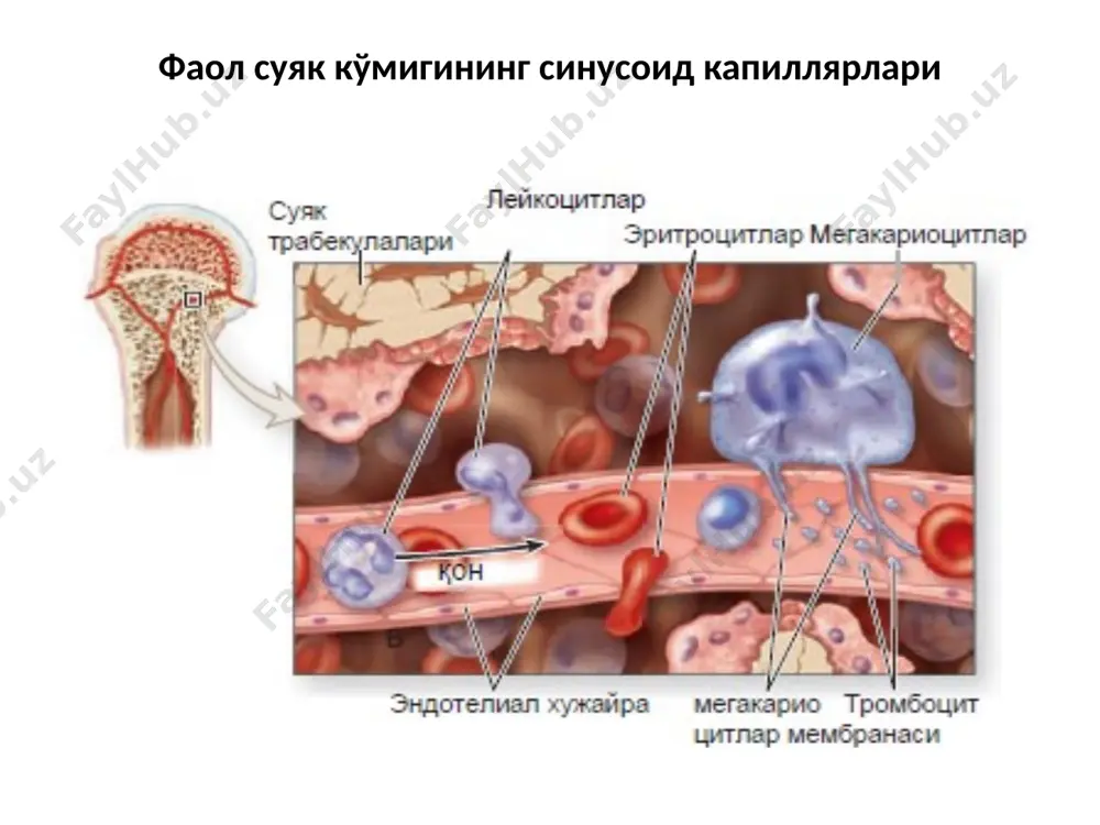 ; 2.2.2 – диффуз лимфоид тўқимаси; 2.3 – капсула, 4 – тўсиқ (септа). klassik immunomorfologiya asoschilari: lui paster, i.i.mechnikov immunitet – bu organizmning barcha genetik jihatdan yot bo’lgan zarrachalar va moddalarning, ya’ni antigenlardan o’zini himoya qilish qobiliyatidir. immunositlar: antigen – murakkab organik moddalar bo’lib, organizmda o’ziga qarshi ixtisoslashgan javob reaksiyasini kelib chiqishiga sabab bo’ladi. antitelolar – immunoglabulinlar sinfiga kiruvchi oqsillardir. 1. igg (75%) – mikroblar ishlab chiqargan zaxarli moddalardan aktiv himoya qiladi. umri 1oy. - gumoral immunitet yetishmovchiligi bo’lganda kamayadi. - yuqumli kasalliklarda ortadi. 2. iga (15%) –sekretor antigenlar. -umri 10 kungacha. - qondan tashqari: so’lak, ko’z yoshi, shilliq pardalar suyuqligi, limfa tuguni va taloqda ko’p bo’ladi. - vazifasi: shilliq hujayralarni himoya qilish -o’pka va ichak kasalliklarida ortadi. 3. igm (10%) – bronxlar yuasida bo’ladi va hujayra markeri hisoblanadi, komplementlarni faollashtiradi, yo’ldoshdan o’ta olmaydi. 4.igd (0,2%) – b-limfotsit markeri, yo’ldoshdan o’tolmaydi. - xayoti 3 kun. - b-limfotsitlar differinsirovkasida qatnashadi. - …